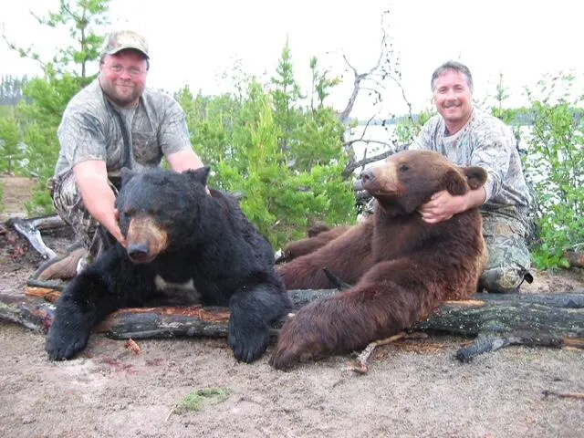 Double Bear — Black & Cinnamon Phase